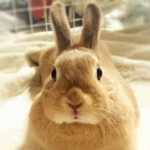 餌をやり忘れてしまった うさぎの花ちゃん